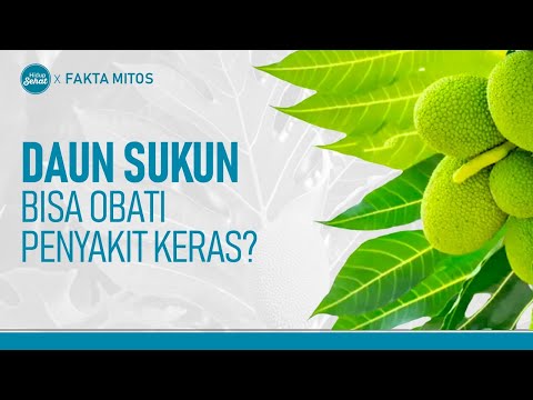 Video: Daun Sukun Berwarna: Sebab Daun Sukun Kuning Atau Perang