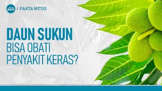 Daun Sukun, Apa Saja Manfaatnya? | Hidup Sehat tvOne