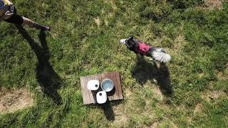 Alaskan Malamute Vs Drone
