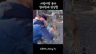 닝겐이랑 놀다 엄마한테 컷!!🐯#무궁이 #건곤 #호랑이 #tiger #에버랜드