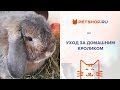 КАК УХАЖИВАТЬ ЗА ДОМАШНИМ КРОЛИКОМ? КАРЛИКОВЫЙ КРОЛИК БАРАН ДОМА