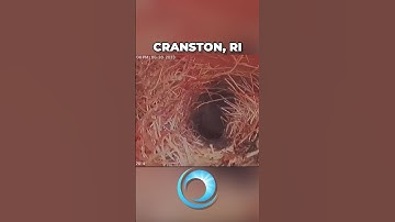 This Pipe is FILLED with Roots #shorts #sewer #rhodeislamd