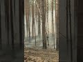 Лесной пожар на границе Марий Эл и Нижегородской области