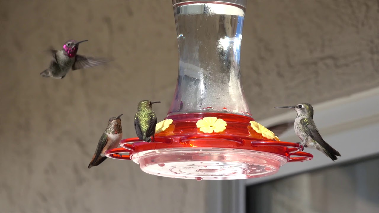 Hummingbirds in Normal and Slow Motion