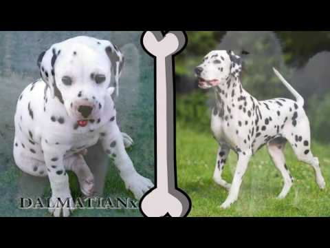 ვიდეო: კრატის სასწავლო ლეკვები და ძაღლები