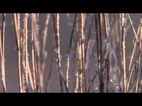 Video: Hoarfrost is an amazing phenomenon