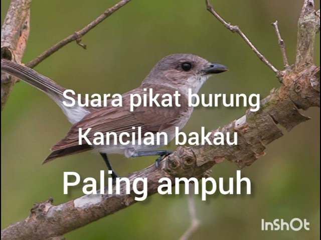 suara pikat burung kancilan bakau paling ampuh#kancilanbakaugacor class=