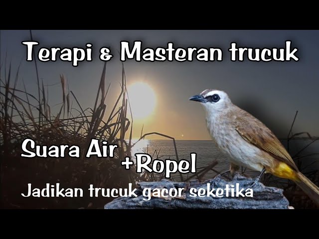 TERAPI trucukan biar cepat Gacor - Ampuh jadikan burung trucukan agar bunyi gacor ropel panjang class=