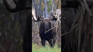 Moose bull in the rut! #moose #wildlife #naturevideo