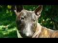 Miniature Bull Terrier の動画、YouTube動画。