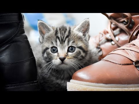 Video: Sådan Træner Du En Kat Eller Kat Til Affaldskassen: Er Det Muligt Hurtigt At Lære Killinger Og Voksne Dyr At Gå På Toilettet I En Lejlighed, Råd Fra Dyrlægen