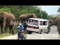 The van was caught by two wild elephants