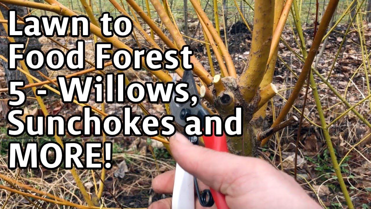 Lawn Into Food Forest - 5 - Willows, Sunchokes and MORE