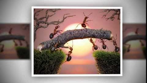 Một đời người một rừng cây Remix