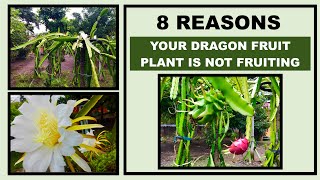 Eight Reasons Why Your Dragon Fruit Plant Is Not Fruiting (or Not Producing As Much As It Should)