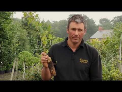 How to plant a Mixed Native Hedge by Heathwood Nurseries