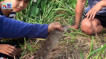 Bắt chuột đồng như thế này mới thú | Về miền Tây xem bắt chuột mùa cắt lúa | Mouse catch