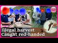 Illegal harvest:Japan Coast Guard cracks down on clam and spiny lobster poachers