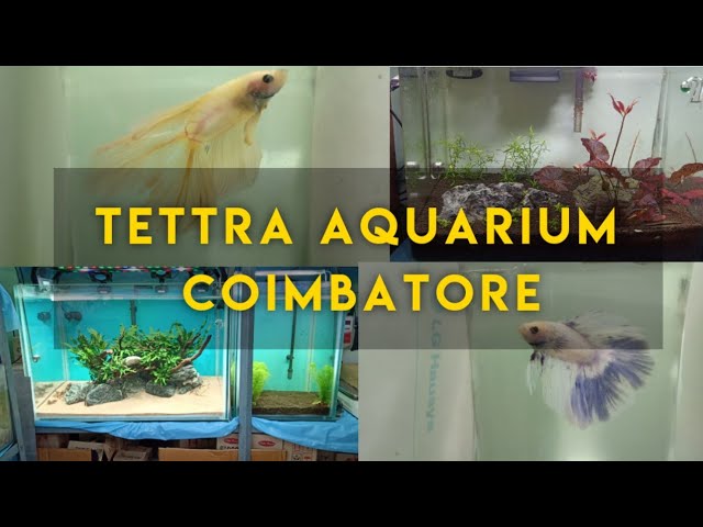 bermuda triangle tropical fish