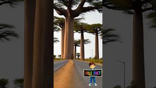 🌍💧 “पानी स्टोर करने वाला पेड़! 😱 जानिए 🌳 Baobab Tree का रहस्य!”