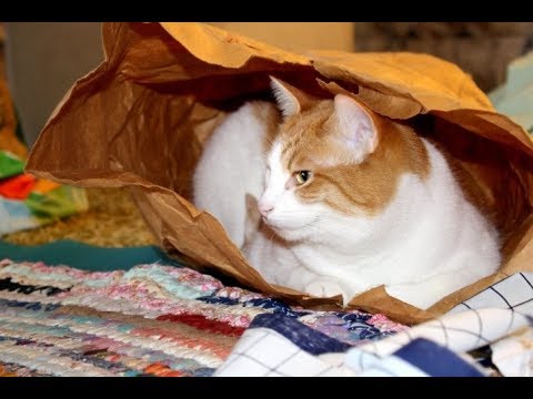 Vídeo: Câncer Do Ducto Biliar Em Gatos