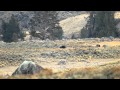 2 Grizzlies vs 7 wolves @ Yellowstone 10-06-2010