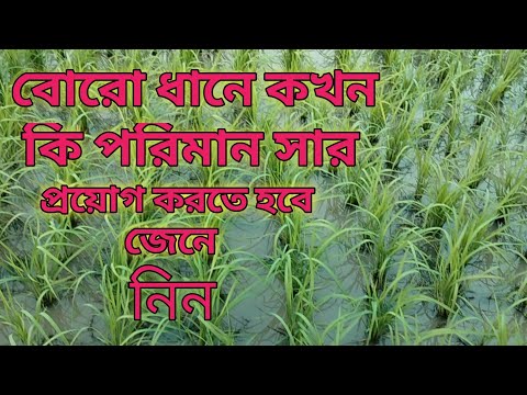 বোরো ধানে কখন কি পরিমাণে সার প্রয়োগ করতে হবে|| বোরো ধানের সার প্রয়োগ পদ্ধতি ও সারের কাজ||