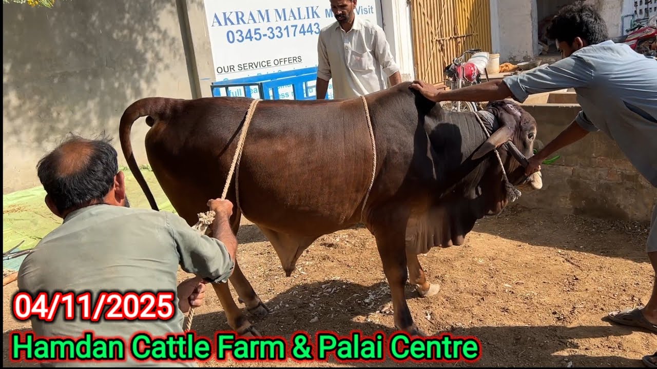 Стрижка когтей у животных в центре Hamdan Palai|04/11/2025|