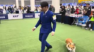 DALBONG  Korea Premier Dog Show 2023 Pembroke Welsh Corgi BEST IN SHOW