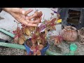 How To Repot Plant| Kalanchoe Orgyalis/ Copper Spoon| Sajjad Safdar