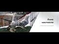 ОКРАСЫ ТУРЕЦКОИ ТАКЛЫ / МАСТИ / PIGEONS / TAUBE