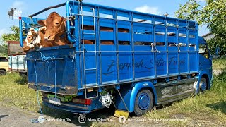 Setia Farm Truck Brings Home the Largest and Most Expensive 700 Kg Monster Heifer on the Market T...