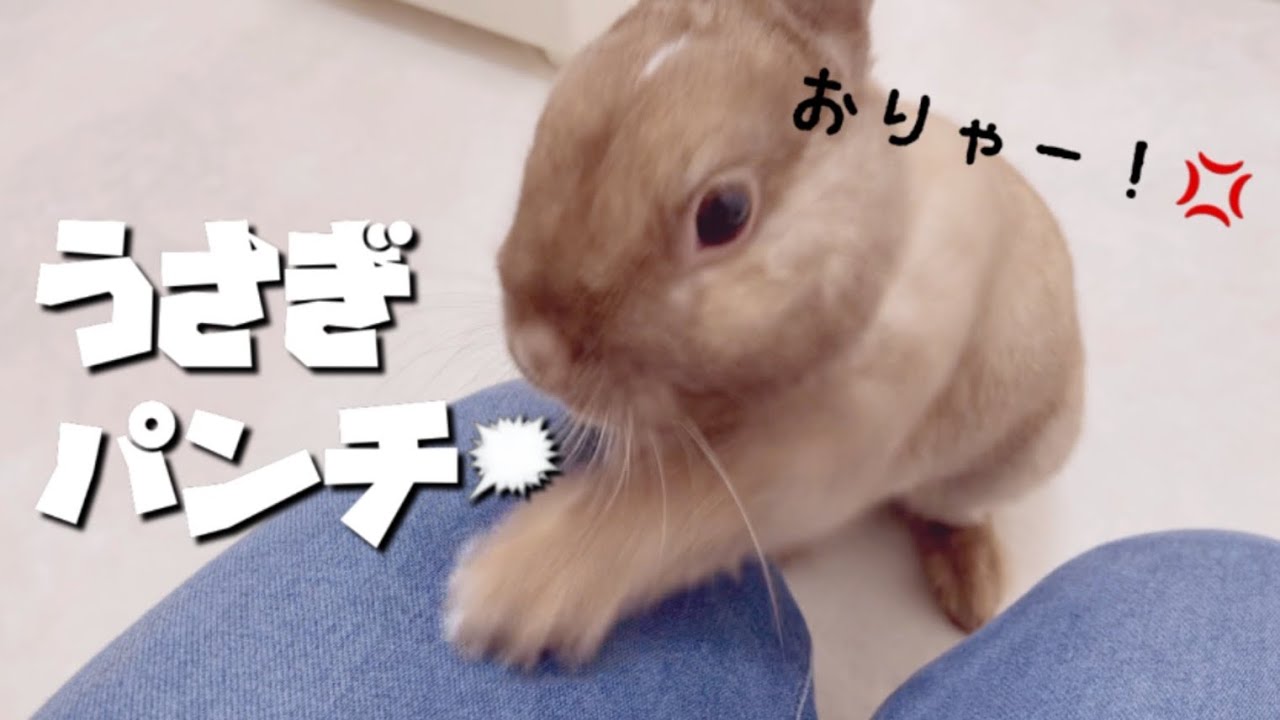 うさぎのご飯の邪魔したらカチ切れされ痛めつけられる飼い主 ﾈｻﾞｰﾗﾝﾄﾞﾄﾞﾜｰﾌ 181 Youtube