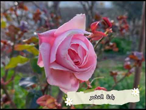 ذكريات بلدة الخضر في بعلبك لبنان