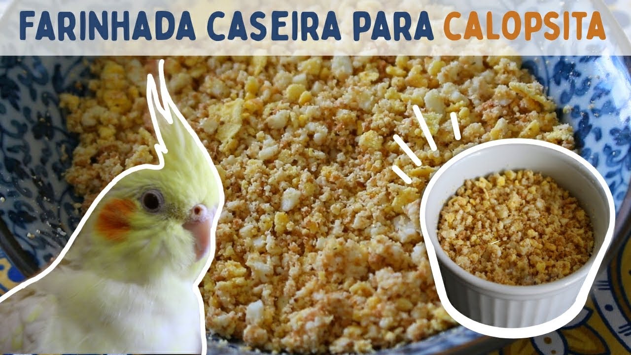 Como faço FARINHADA CASEIRA para minhas calopsitas