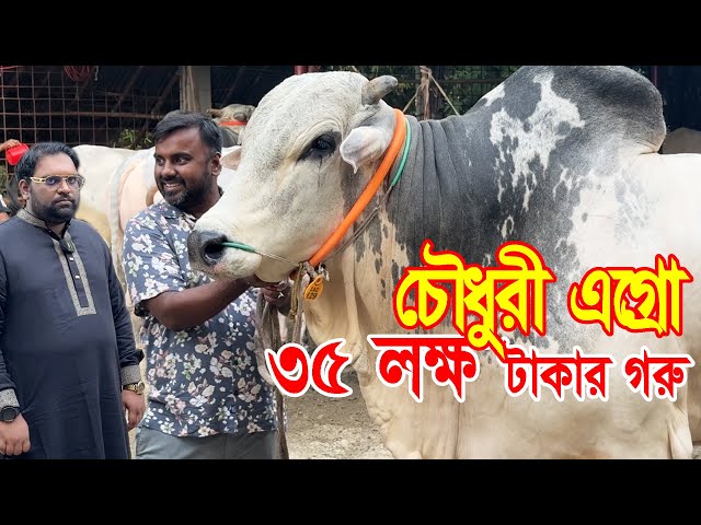 বাংলাদেশের সেরা গরুর কারখানা চৌধুরী এগ্রো !! Top Biggest Cow in Bangladesh.. class=