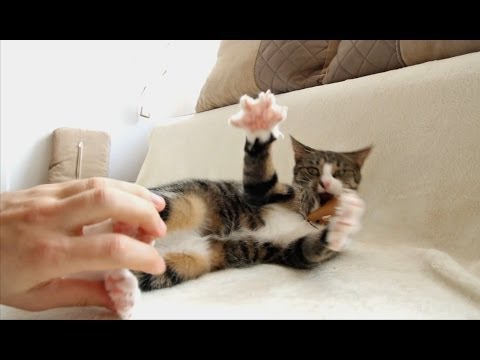 How To Tickle a Cat