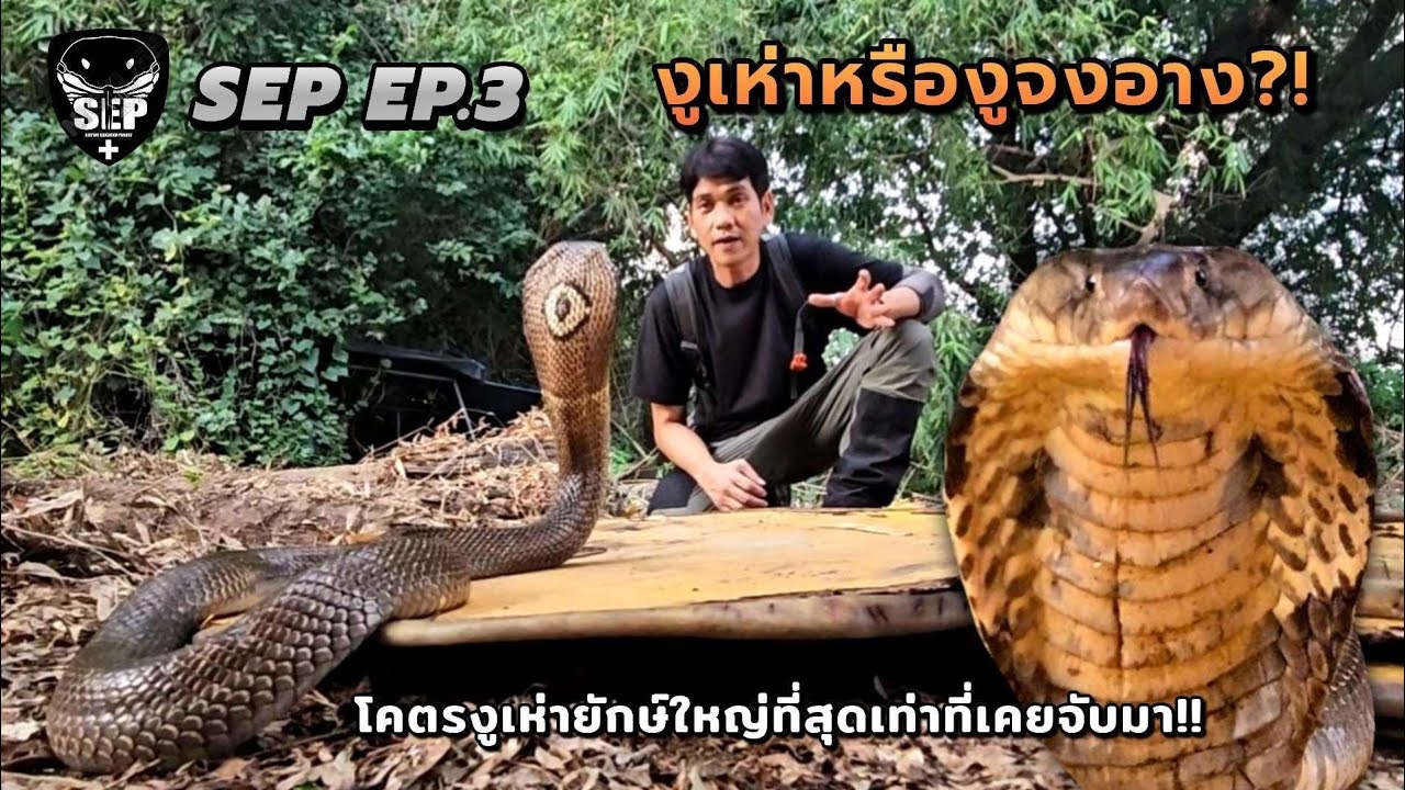 SEP EP.3 งูเห่าหรือจงอางกันแน่? โคตรงูเห่ายักษ์!! ใหญ่ที่สุดที่เคยจับมา 
