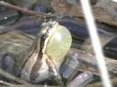 video phone beyonce mp3 Chorus Frog Calling