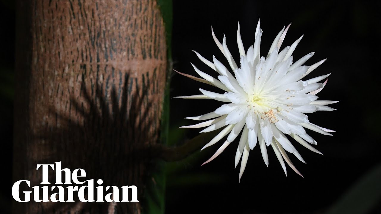 Timelapse of rare Amazonian 'Moonflower' blooming for one night only -  thptnganamst.edu.vn