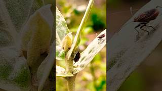 Macro world is crazier than you think  #shorts #nature #macro