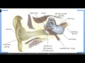 Understanding the Ear: Structure and Function