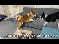 珍しく大はしゃぎで遊んでいた福丸。子犬の登場でテンションが一気に下がる