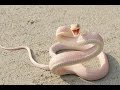 दुनिया के 10 सबसे ज़हरीले और ख़तरनाक साँप । Most 10 Venomous Snake On Earth