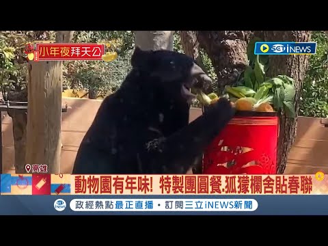 被可愛到~ 動物也要過年 動物園充滿年味! 特製團圓餐 狐舍貼春聯 熊狸.萌兔.羊駝吃年菜│記者 翁郁雯 王紹宇│【台灣要聞】20240208｜三立iNEWS