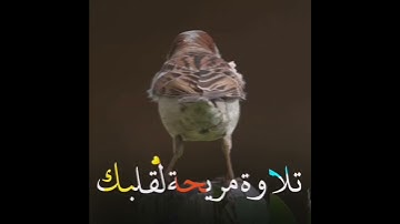 وما من دابة في الأرض إلا على الله رزقها حالات واتس اب تلاوة خاشعة القارئ عبد العزيز الزهراني