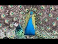 Peacock feathers are growing back! Peacock shedding season is over! 🦚 Immersive peacock watching ❤️