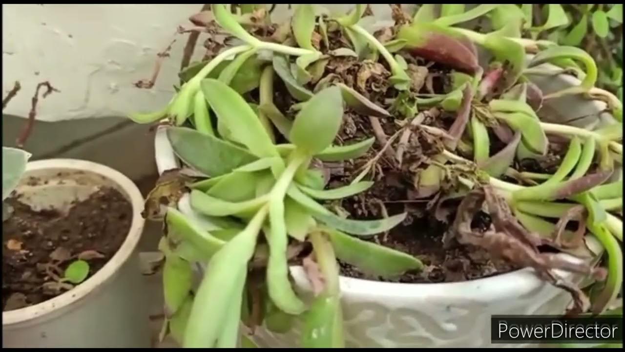 Why plants die after repotting ? 9 tips for survival YouTube