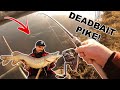 River Pike Fishing with Deadbaits + Lures! UK Pike Fishing