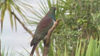 New Zealand Pigeon ( ) 2